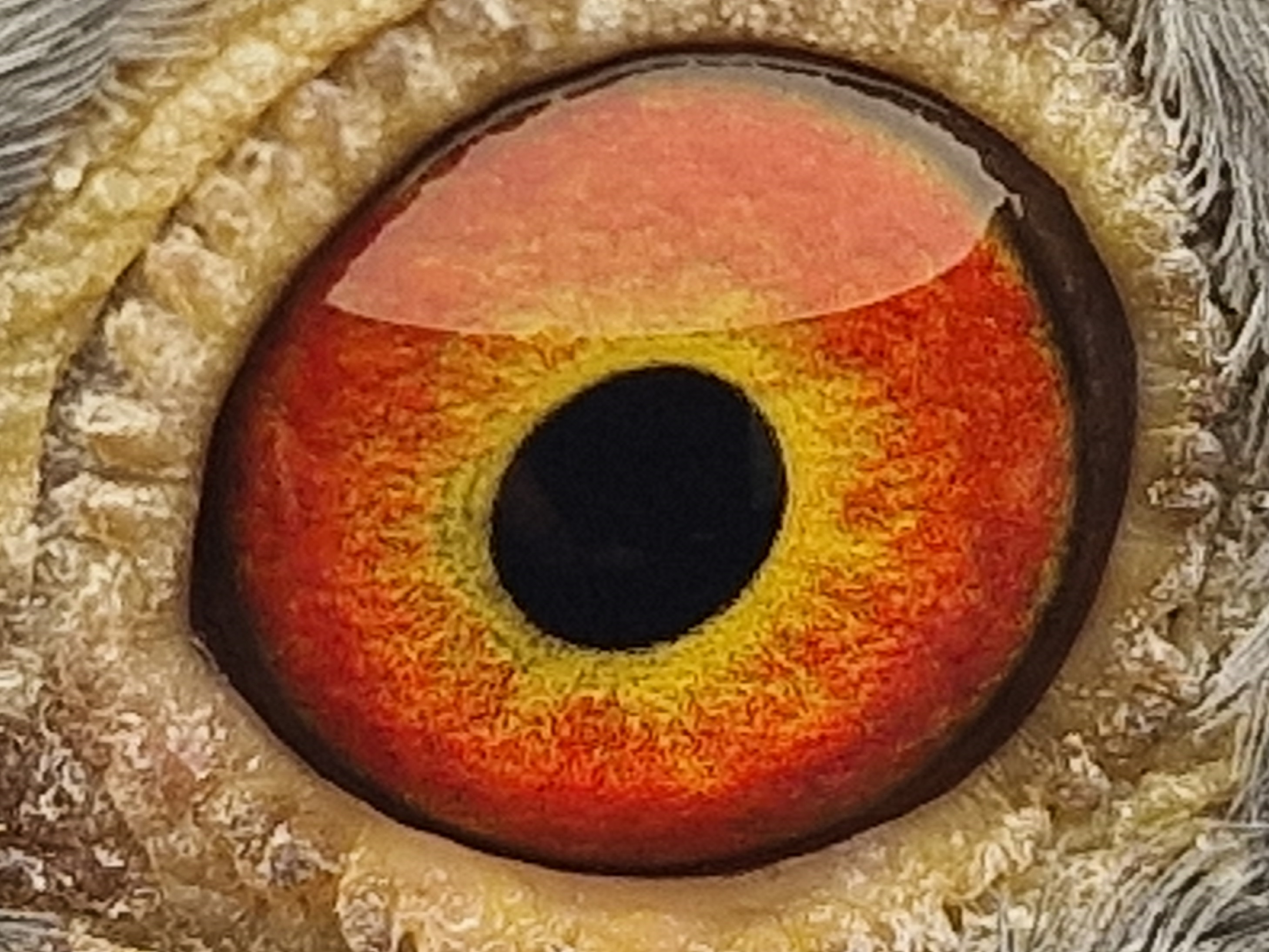 Pigeon eye